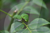 India Wildlife