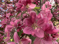 Pink Crabapple Flowers On A Tree During The Spring Season