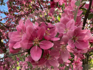 Pink Crabapple Flowers On A Tree During The Spring Season
