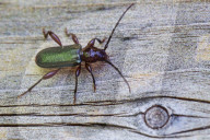 Long-horned Beetle