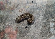  Hippotion Rosetta - Swinhoe's Striated Hawkmoth Caterpillar Behaves Like A Snake