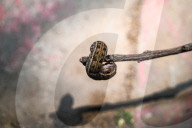 Hippotion Rosetta - Swinhoe's Striated Hawkmoth Caterpillar Behaves Like A Snake