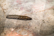  Hippotion Rosetta - Swinhoe's Striated Hawkmoth Caterpillar Behaves Like A Snake