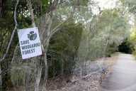 The fight for Woogaroo Forest: new housing could silence some of Queensland's 'virtuoso songbirds'