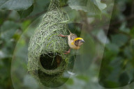 Baya Weaver Birds Build Nest