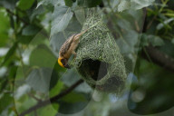 Baya Weaver Birds Build Nest