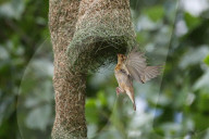 Baya Weaver Birds Build Nest