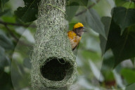 Baya Weaver Birds Build Nest