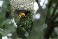 Baya Weaver Birds Build Nest