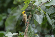 Baya Weaver Birds Build Nest