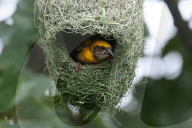 Baya Weaver Birds Build Nest