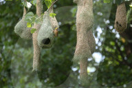 Baya Weaver Birds Build Nest