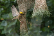 Baya Weaver Birds Build Nest