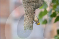 Baya Weaver Birds Build Nest