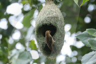 Baya Weaver Birds Build Nest