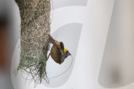 Baya Weaver Birds Build Nest