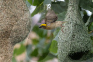 Baya Weaver Birds Build Nest
