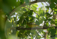 India Animal Bird