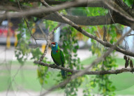 India Animal Bird
