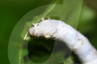 Silkworms  In India 