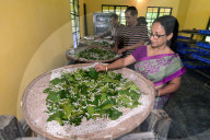 Silkworms  In India 