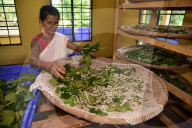 Silkworms  In India 