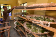 Silkworms  In India 