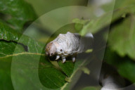 Silkworms  In India 