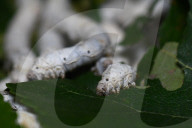 Silkworms  In India 