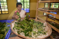 Silkworms  In India 