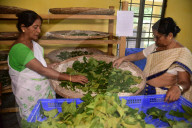 Silkworms  In India 