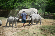 Centre For Wildlife Rehabilitation And Conservation (CWRC) In India 