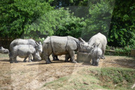 Centre For Wildlife Rehabilitation And Conservation (CWRC) In India 