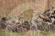 India Wildlife