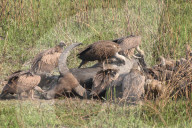India Wildlife