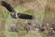 India Wildlife
