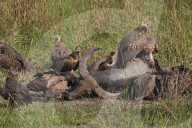 India Wildlife