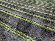 Agriculture Season In Poland