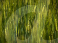 Agriculture Season In Poland