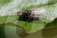 Root-Maggot Fly