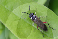 Privet Strider