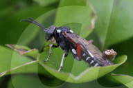 Privet Strider
