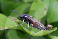 Privet Strider