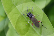 Privet Strider