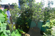 India-Hobby-Rooftop Garden-Apple Plant