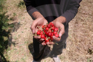 Cherry picking in Kashmir