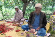 Cherry picking in Kashmir