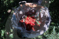 Cherry picking in Kashmir