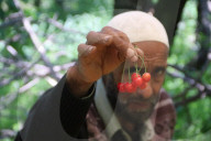Cherry picking in Kashmir