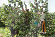 Cherry picking in Kashmir